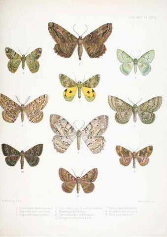 Reproducción/Reproduction 9005214163: Illustrations of typical specimens of Lepidoptera Heterocera in the collection of the British Museum.. LondonPrinted by order of the Trustees1879-