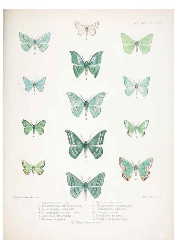 Reproducción/Reproduction 9005214963: Illustrations of typical specimens of Lepidoptera Heterocera in the collection of the British Museum.. LondonPrinted by order of the Trustees1879-