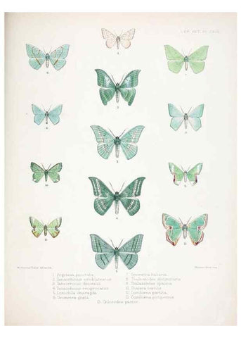 Reproducción/Reproduction 9005214963: Illustrations of typical specimens of Lepidoptera Heterocera in the collection of the British Museum.. LondonPrinted by order of the Trustees1879-