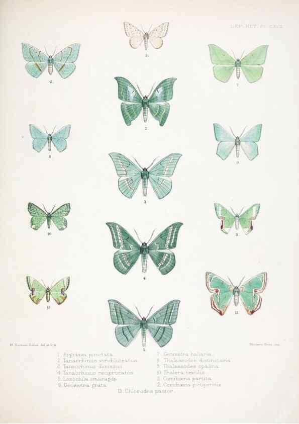Reproducción/Reproduction 9005214963: Illustrations of typical specimens of Lepidoptera Heterocera in the collection of the British Museum.. LondonPrinted by order of the Trustees1879-