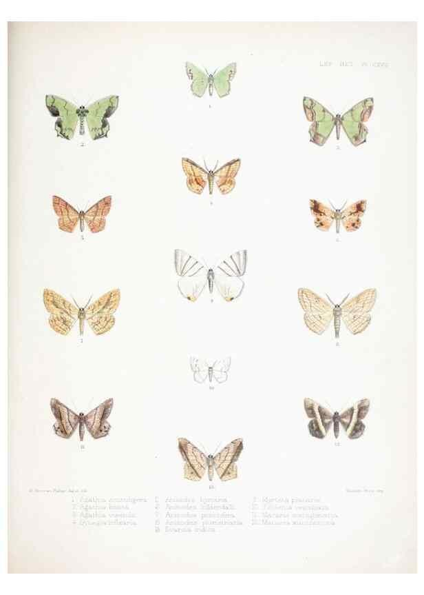 Reproducción/Reproduction 9006395734: Illustrations of typical specimens of Lepidoptera Heterocera in the collection of the British Museum.. LondonPrinted by order of the Trustees1879-