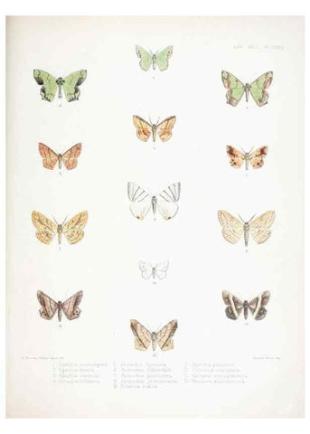 Reproducción/Reproduction 9006395734: Illustrations of typical specimens of Lepidoptera Heterocera in the collection of the British Museum.. LondonPrinted by order of the Trustees1879-