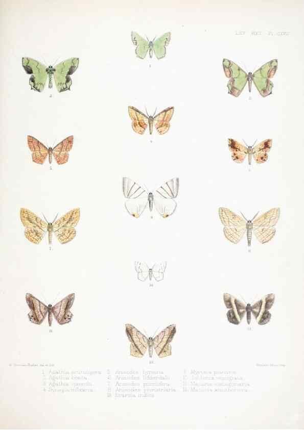 Reproducción/Reproduction 9006395734: Illustrations of typical specimens of Lepidoptera Heterocera in the collection of the British Museum.. LondonPrinted by order of the Trustees1879-