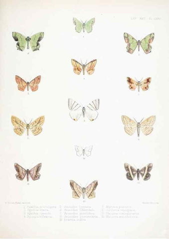 Reproducción/Reproduction 9006395734: Illustrations of typical specimens of Lepidoptera Heterocera in the collection of the British Museum.. LondonPrinted by order of the Trustees1879-