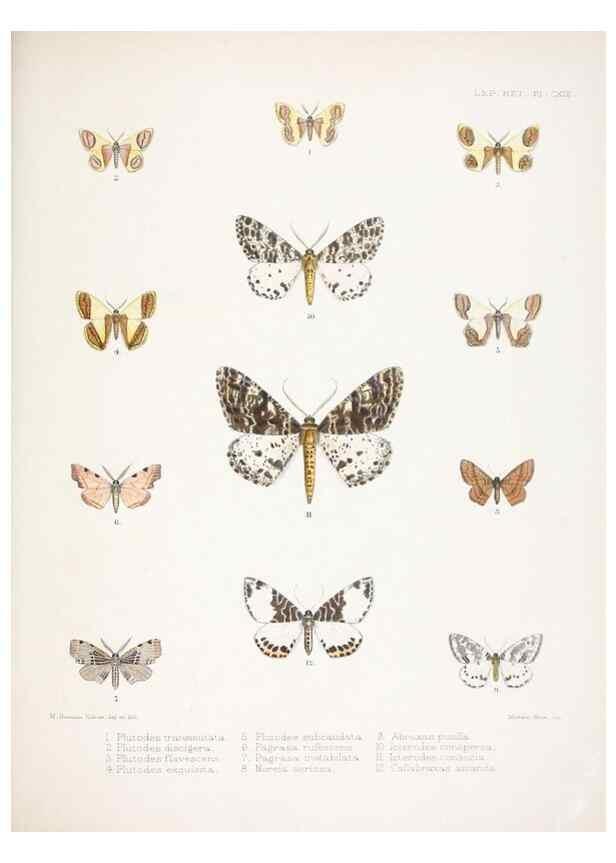 Reproducción/Reproduction 9005216615: Illustrations of typical specimens of Lepidoptera Heterocera in the collection of the British Museum.. LondonPrinted by order of the Trustees1879-