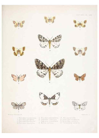 Reproducción/Reproduction 9005216615: Illustrations of typical specimens of Lepidoptera Heterocera in the collection of the British Museum.. LondonPrinted by order of the Trustees1879-