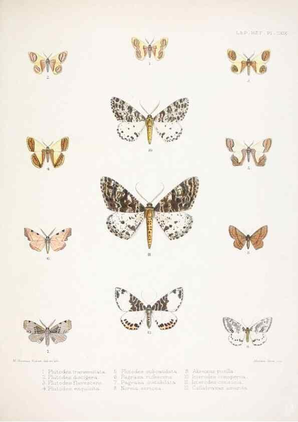 Reproducción/Reproduction 9005216615: Illustrations of typical specimens of Lepidoptera Heterocera in the collection of the British Museum.. LondonPrinted by order of the Trustees1879-