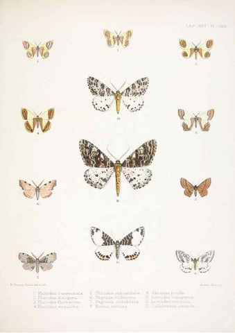 Reproducción/Reproduction 9005216615: Illustrations of typical specimens of Lepidoptera Heterocera in the collection of the British Museum.. LondonPrinted by order of the Trustees1879-
