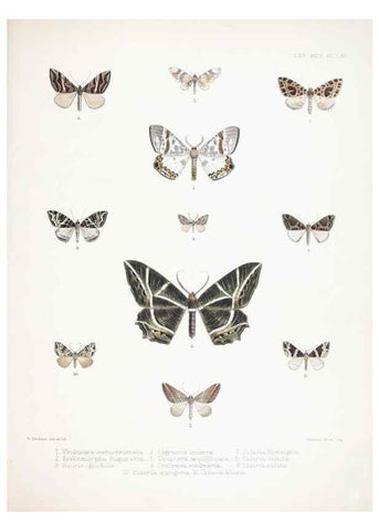 Reproducción/Reproduction 9005217351: Illustrations of typical specimens of Lepidoptera Heterocera in the collection of the British Museum.. LondonPrinted by order of the Trustees1879-