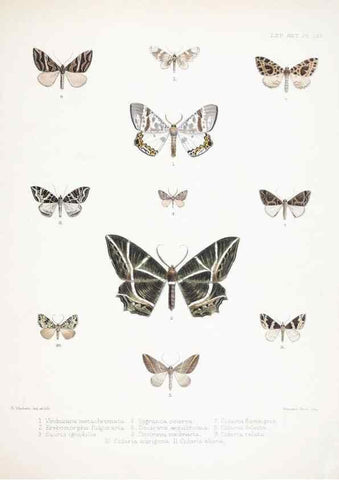 Reproducción/Reproduction 9005217351: Illustrations of typical specimens of Lepidoptera Heterocera in the collection of the British Museum.. LondonPrinted by order of the Trustees1879-