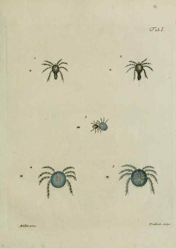 Reproducción/Reproduction 9006621154: Hydrachnae,. Lipsiae,apud Siegfried Lebrecht Crusium,1781.