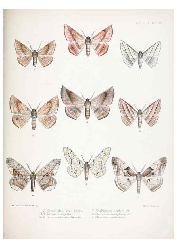 Reproducción/Reproduction 9005213269: Illustrations of typical specimens of Lepidoptera Heterocera in the collection of the British Museum.. LondonPrinted by order of the Trustees1879-