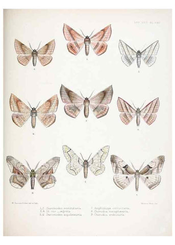 Reproducción/Reproduction 9005213269: Illustrations of typical specimens of Lepidoptera Heterocera in the collection of the British Museum.. LondonPrinted by order of the Trustees1879-