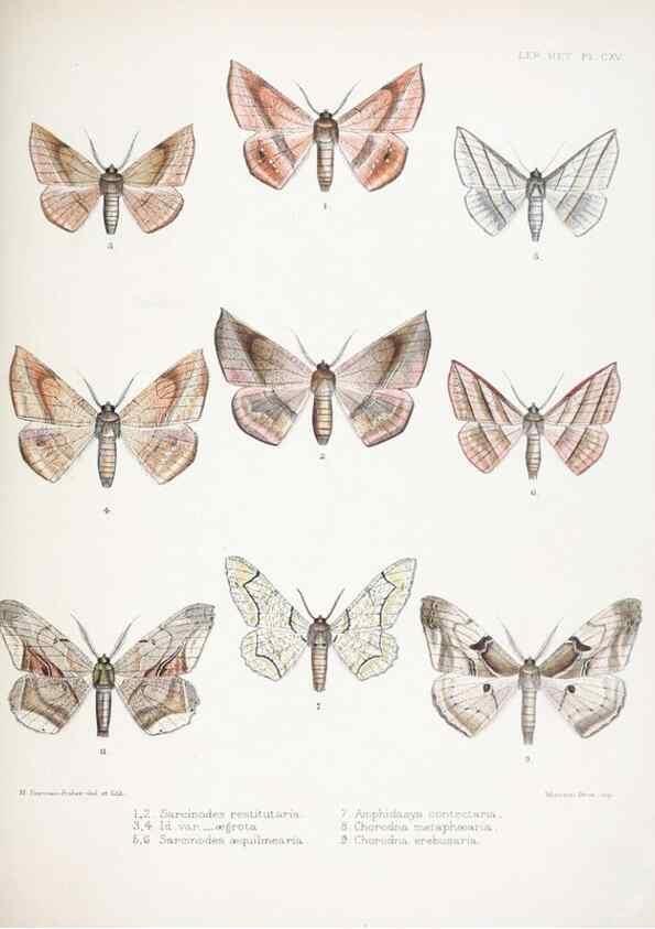 Reproducción/Reproduction 9005213269: Illustrations of typical specimens of Lepidoptera Heterocera in the collection of the British Museum.. LondonPrinted by order of the Trustees1879-
