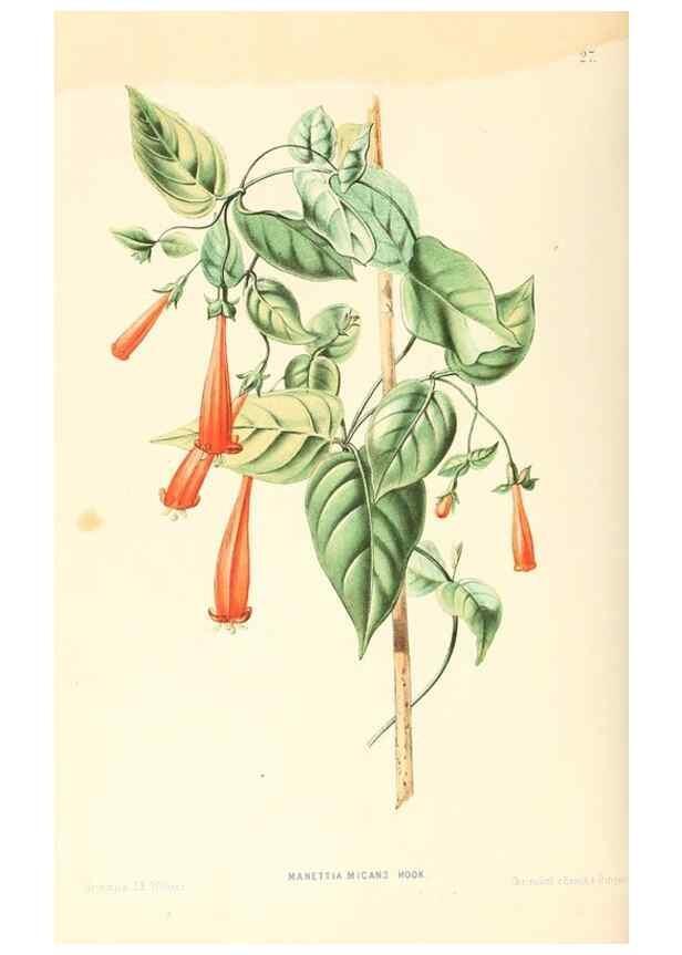 Reproducción/Reproduction 8792462039: Neerland's Plantentuin :. Groningen :J. Wolters,1865-1867.