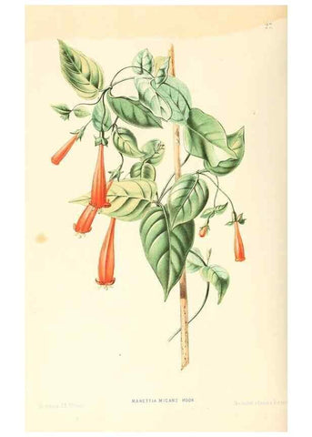 Reproducción/Reproduction 8792462039: Neerland's Plantentuin :. Groningen :J. Wolters,1865-1867.