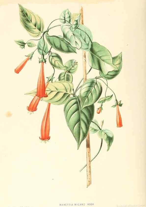 Reproducción/Reproduction 8792462039: Neerland's Plantentuin :. Groningen :J. Wolters,1865-1867.