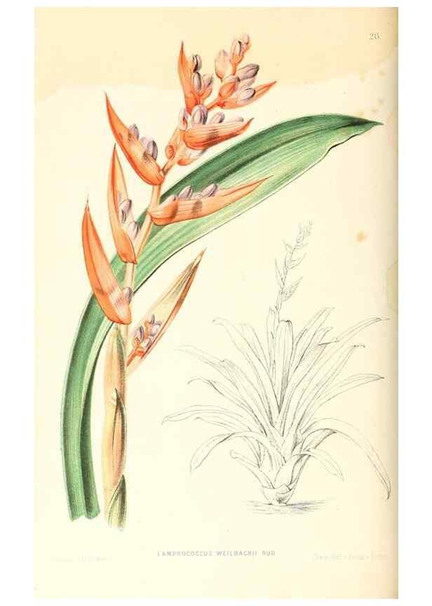 Reproducción/Reproduction 8792454881: Neerland's Plantentuin :. Groningen :J. Wolters,1865-1867.