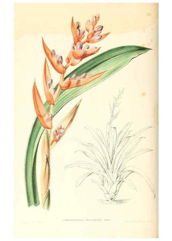 Reproducción/Reproduction 8792454881: Neerland's Plantentuin :. Groningen :J. Wolters,1865-1867.