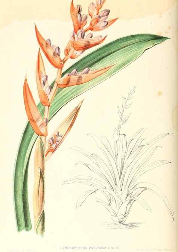 Reproducción/Reproduction 8792454881: Neerland's Plantentuin :. Groningen :J. Wolters,1865-1867.