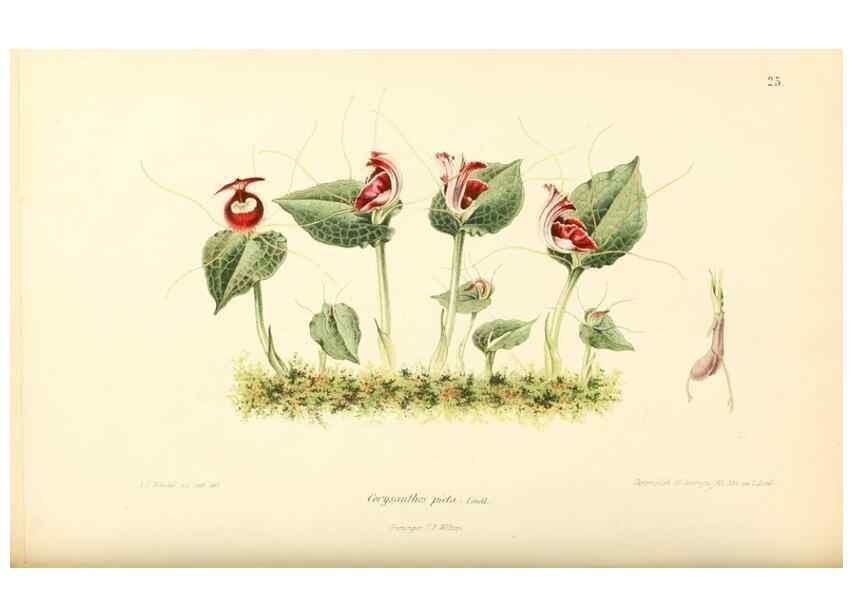 Reproducción/Reproduction 8792452409: Neerland's Plantentuin :. Groningen :J. Wolters,1865-1867.