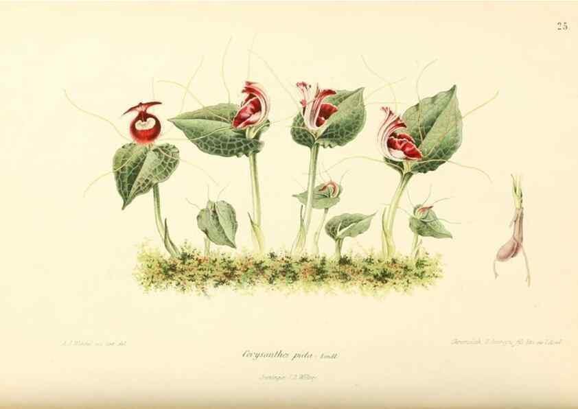 Reproducción/Reproduction 8792452409: Neerland's Plantentuin :. Groningen :J. Wolters,1865-1867.