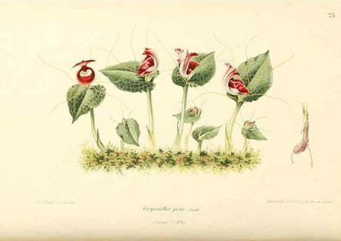 Reproducción/Reproduction 8792452409: Neerland's Plantentuin :. Groningen :J. Wolters,1865-1867.