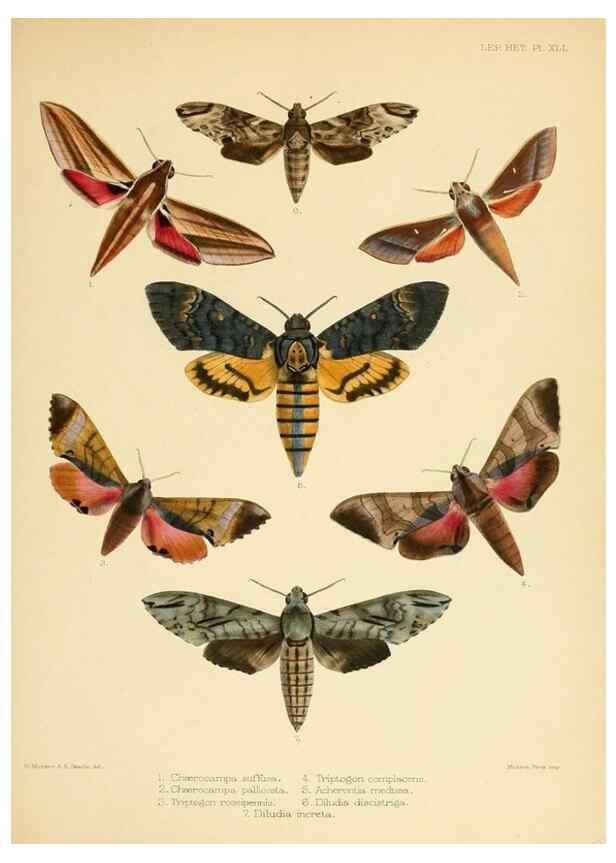 Reproducción/Reproduction 8726506046: Illustrations of typical specimens of Lepidoptera Heterocera in the collection of the British Museum.. LondonPrinted by order of the Trustees1879-