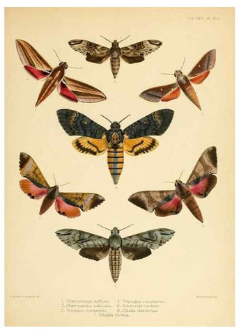 Reproducción/Reproduction 8726506046: Illustrations of typical specimens of Lepidoptera Heterocera in the collection of the British Museum.. LondonPrinted by order of the Trustees1879-