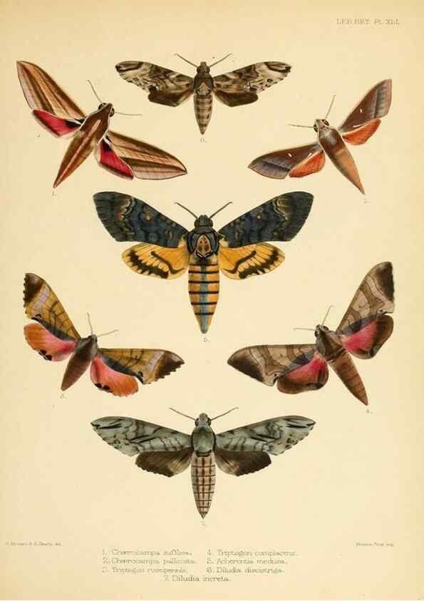 Reproducción/Reproduction 8726506046: Illustrations of typical specimens of Lepidoptera Heterocera in the collection of the British Museum.. LondonPrinted by order of the Trustees1879-