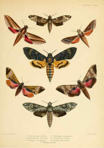 Reproducción/Reproduction 8726506046: Illustrations of typical specimens of Lepidoptera Heterocera in the collection of the British Museum.. LondonPrinted by order of the Trustees1879-