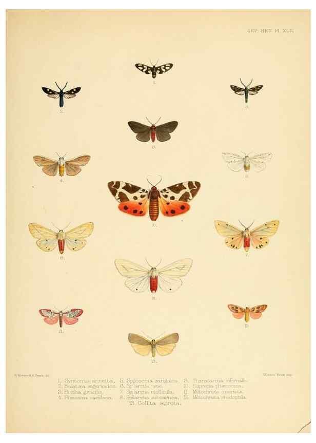 Reproducción/Reproduction 8726506446: Illustrations of typical specimens of Lepidoptera Heterocera in the collection of the British Museum.. LondonPrinted by order of the Trustees1879-
