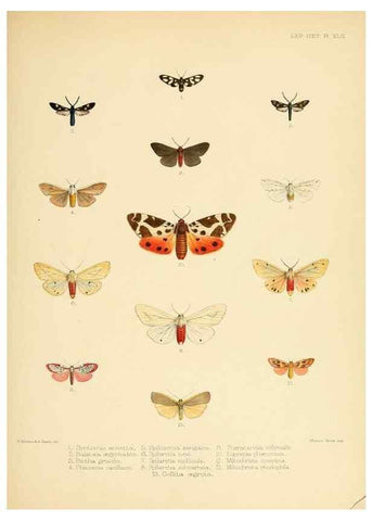 Reproducción/Reproduction 8726506446: Illustrations of typical specimens of Lepidoptera Heterocera in the collection of the British Museum.. LondonPrinted by order of the Trustees1879-