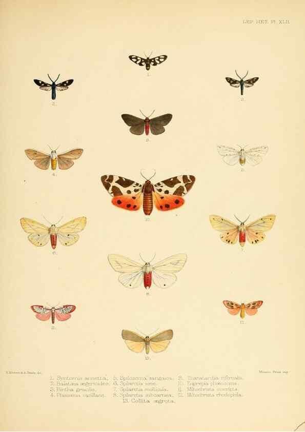 Reproducción/Reproduction 8726506446: Illustrations of typical specimens of Lepidoptera Heterocera in the collection of the British Museum.. LondonPrinted by order of the Trustees1879-