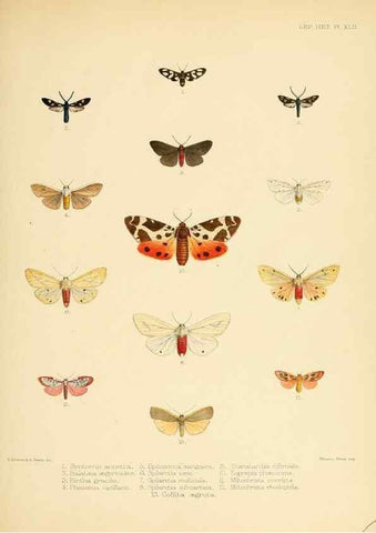 Reproducción/Reproduction 8726506446: Illustrations of typical specimens of Lepidoptera Heterocera in the collection of the British Museum.. LondonPrinted by order of the Trustees1879-