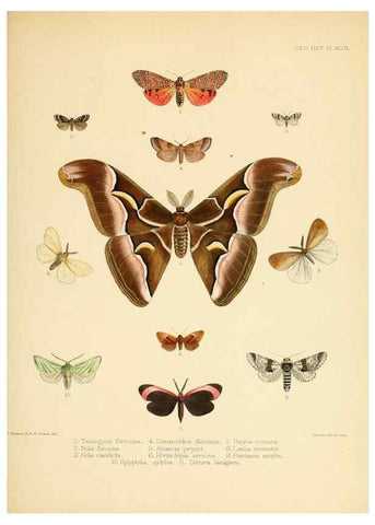 Reproducción/Reproduction 8726506752: Illustrations of typical specimens of Lepidoptera Heterocera in the collection of the British Museum.. LondonPrinted by order of the Trustees1879-