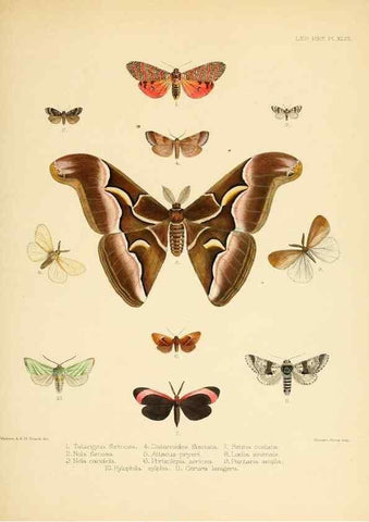 Reproducción/Reproduction 8726506752: Illustrations of typical specimens of Lepidoptera Heterocera in the collection of the British Museum.. LondonPrinted by order of the Trustees1879-