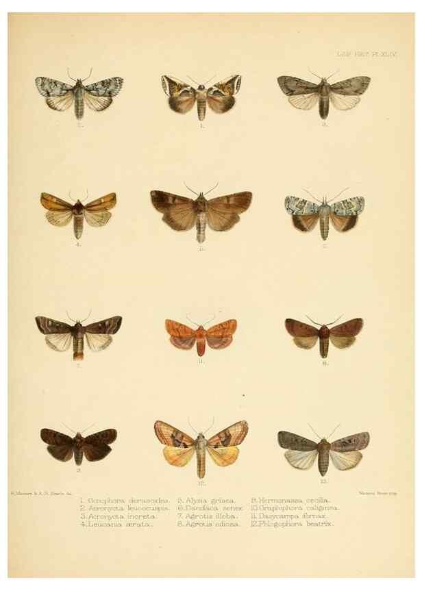 Reproducción/Reproduction 8725388091: Illustrations of typical specimens of Lepidoptera Heterocera in the collection of the British Museum.. LondonPrinted by order of the Trustees1879-