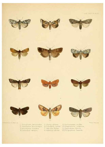 Reproducción/Reproduction 8725388091: Illustrations of typical specimens of Lepidoptera Heterocera in the collection of the British Museum.. LondonPrinted by order of the Trustees1879-