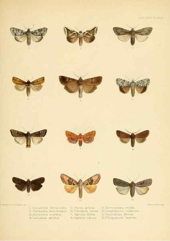 Reproducción/Reproduction 8725388091: Illustrations of typical specimens of Lepidoptera Heterocera in the collection of the British Museum.. LondonPrinted by order of the Trustees1879-