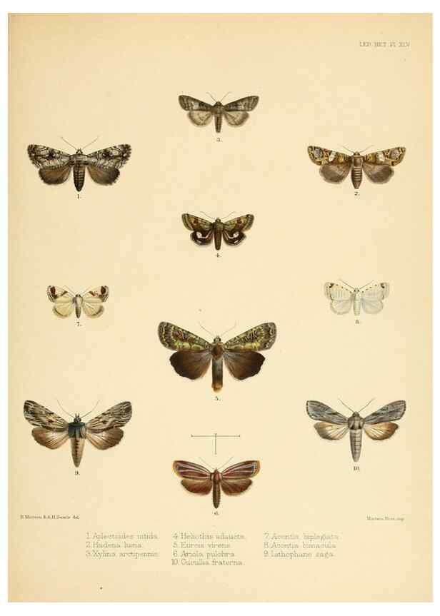 Reproducción/Reproduction 8726507614: Illustrations of typical specimens of Lepidoptera Heterocera in the collection of the British Museum.. LondonPrinted by order of the Trustees1879-