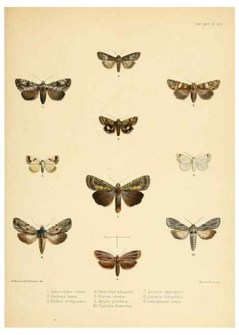 Reproducción/Reproduction 8726507614: Illustrations of typical specimens of Lepidoptera Heterocera in the collection of the British Museum.. LondonPrinted by order of the Trustees1879-