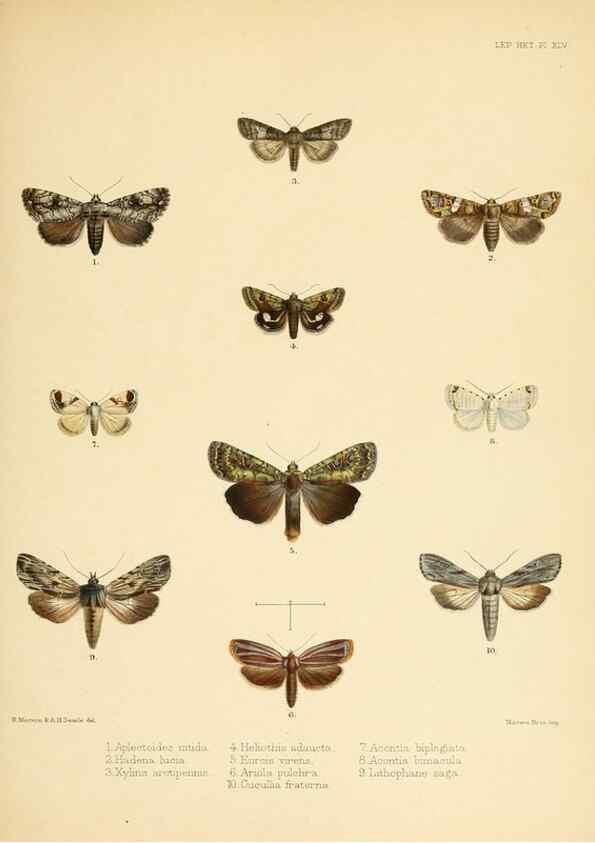 Reproducción/Reproduction 8726507614: Illustrations of typical specimens of Lepidoptera Heterocera in the collection of the British Museum.. LondonPrinted by order of the Trustees1879-