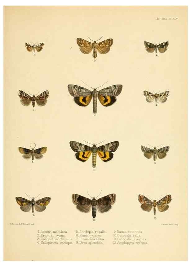 Reproducción/Reproduction 8726507904: Illustrations of typical specimens of Lepidoptera Heterocera in the collection of the British Museum.. LondonPrinted by order of the Trustees1879-