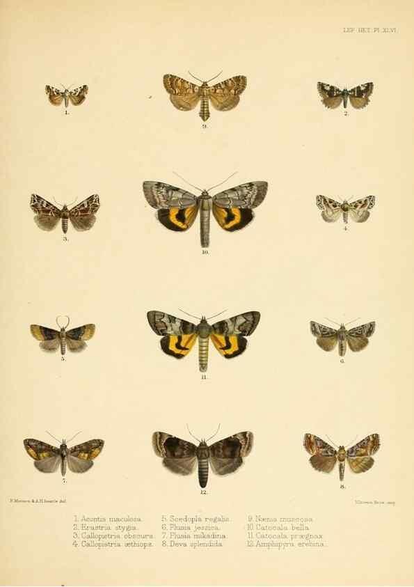 Reproducción/Reproduction 8726507904: Illustrations of typical specimens of Lepidoptera Heterocera in the collection of the British Museum.. LondonPrinted by order of the Trustees1879-