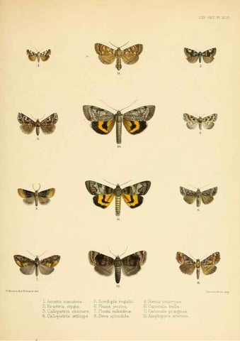 Reproducción/Reproduction 8726507904: Illustrations of typical specimens of Lepidoptera Heterocera in the collection of the British Museum.. LondonPrinted by order of the Trustees1879-