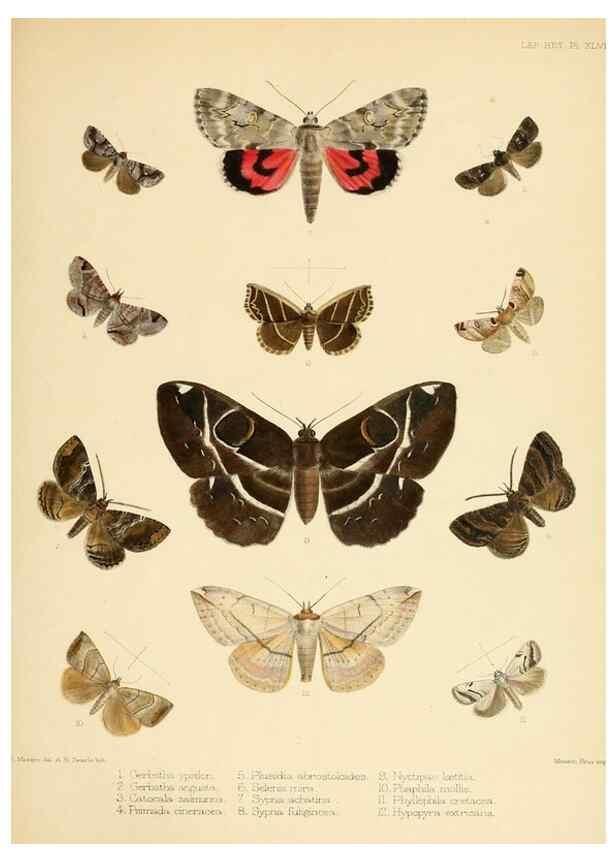 Reproducción/Reproduction 8725389263: Illustrations of typical specimens of Lepidoptera Heterocera in the collection of the British Museum.. LondonPrinted by order of the Trustees1879-