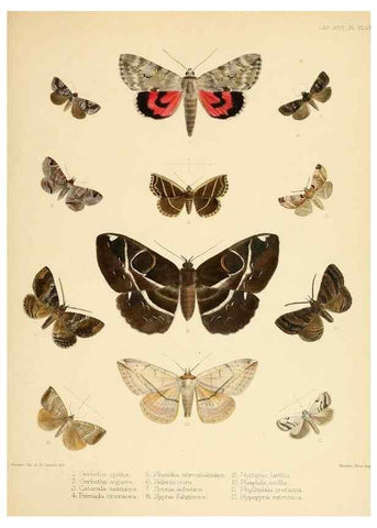 Reproducción/Reproduction 8725389263: Illustrations of typical specimens of Lepidoptera Heterocera in the collection of the British Museum.. LondonPrinted by order of the Trustees1879-