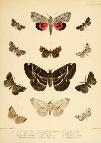 Reproducción/Reproduction 8725389263: Illustrations of typical specimens of Lepidoptera Heterocera in the collection of the British Museum.. LondonPrinted by order of the Trustees1879-