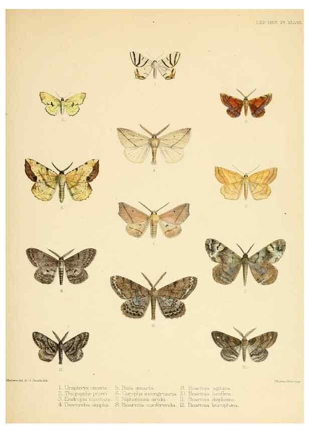Reproducción/Reproduction 8726508606: Illustrations of typical specimens of Lepidoptera Heterocera in the collection of the British Museum.. LondonPrinted by order of the Trustees1879-